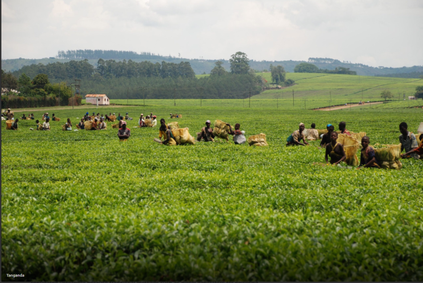 Tanganda Tea to reintroduce irrigation to ensure sustainable production